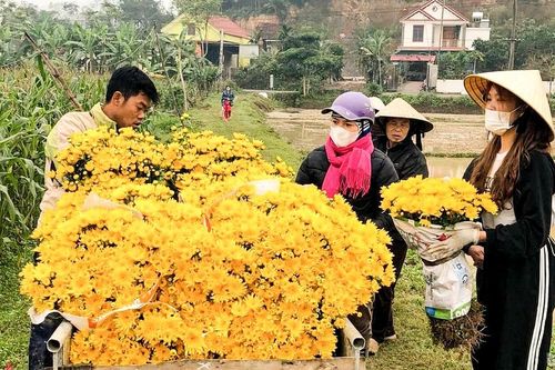 Nông dân Nghệ An thu hoạch lứa hoa muộn, bán dịp Rằm tháng Giêng