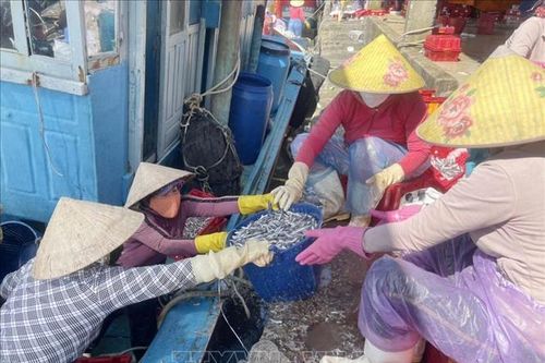 Ngư dân trúng đậm 'lộc biển' ngày đầu Xuân