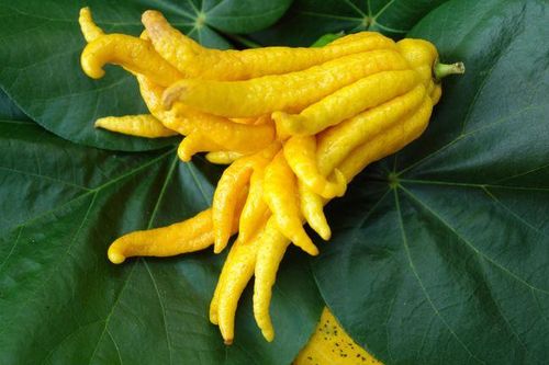 Phật thủ bày Tết mang làm món mứt ngon, giúp tăng sức đề kháng cực tốt