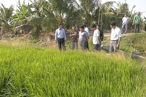 Hiệu quả từ mô hình sản xuất lúa theo tiêu chuẩn quốc tế