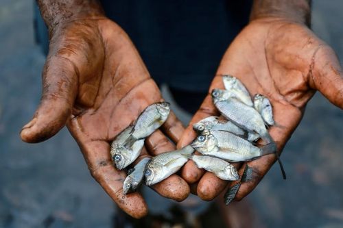 14.000 người Nigeria yêu cầu Shell bồi thường thiệt hại do ô nhiễm