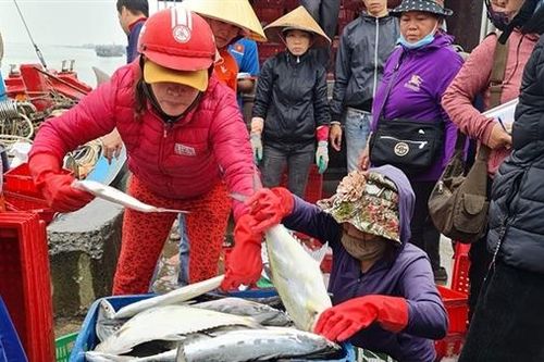Ước vọng 'lộc biển' đầu năm