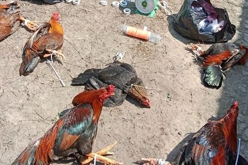 Phá trường gà, 40 đối tượng 'vỡ tổ' chạy tán loạn