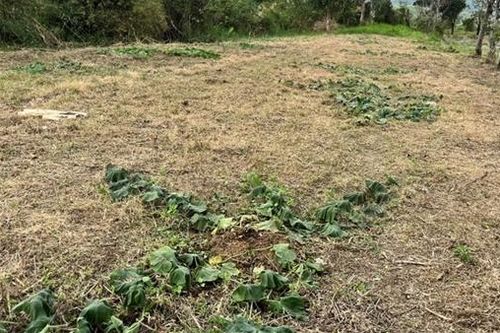 'Chuột đồng' phá hàng trăm gốc bầu của nông dân