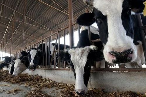 Trung Quốc nhân bản thành công 3 'siêu bò' năng suất cao