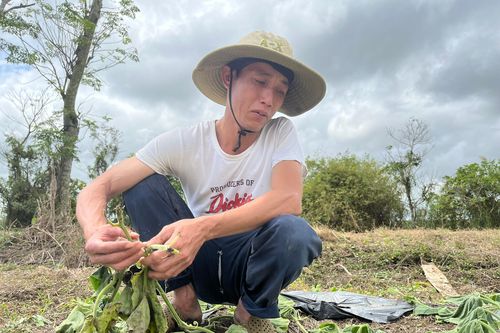 Nông dân bật khóc khi gần 500 gốc bầu sắp ra trái bị kẻ ác cắt tận gốc