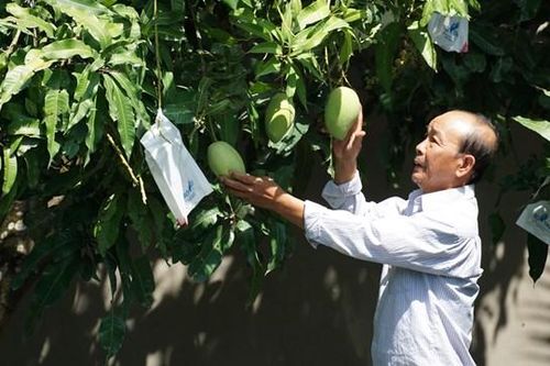 Xoài ghép trái vụ 'lên ngôi'