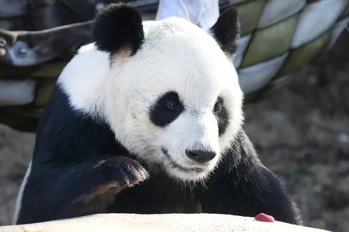 Gấu trúc Le Le chết 'đột ngột' ở Mỹ trước khi kịp về Trung Quốc