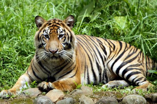 Indonesia bắt được con hổ hai lần tấn công người