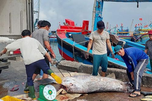Rốt ráo chống khai thác hải sản bất hợp pháp