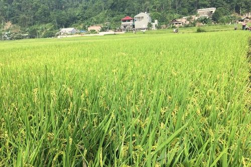 Thái Nguyên: Đầu tư dự án nhà ở trên nền hiện trạng 4,9ha đất lúa
