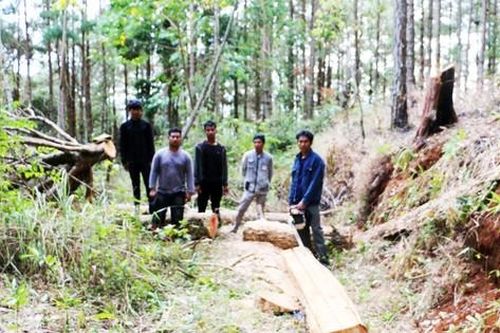 Truy bắt 5 đối tượng phá rừng phòng hộ ở núi Voi