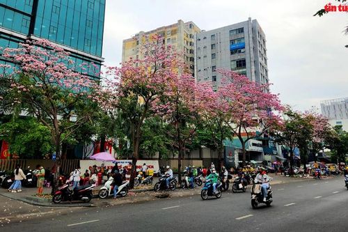 Ngắm hoa kèn hồng đẹp rạng ngời những con đường TP Hồ Chí Minh