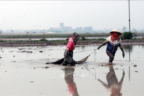 Một số địa phương hoàn thành lấy nước gieo cấy lúa Đông Xuân