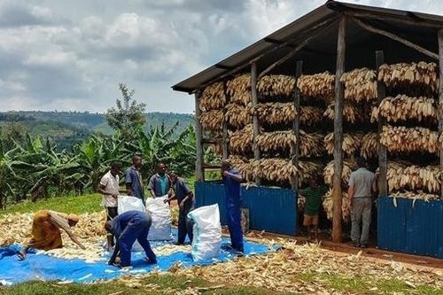 Lò sấy ngô ở Rwanda quá tải đổ sập, 11 người thiệt mạng