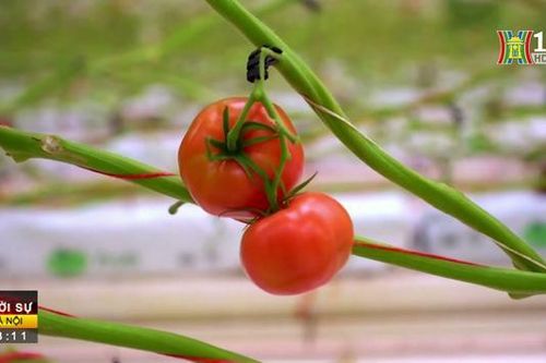 Trang trại trồng cà chua thông minh