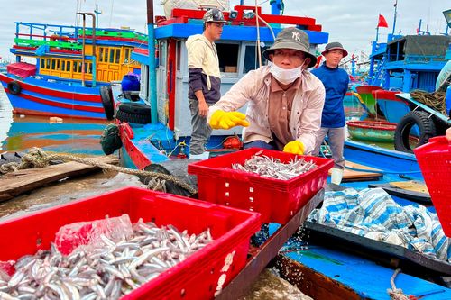 Ra khơi đầu năm trúng đậm cá cơm, ngư dân Quảng Ngãi 'bỏ túi' bạc triệu mỗi ngày
