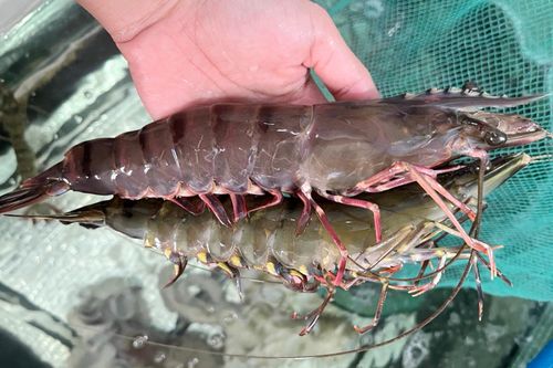 700.000 đồng/kg tôm sú 'khổng lồ'