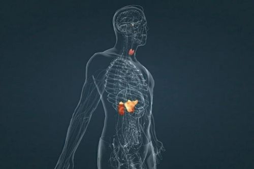 Ảnh hưởng của virus SARS-CoV-2 đến hệ thống nội tiết con người