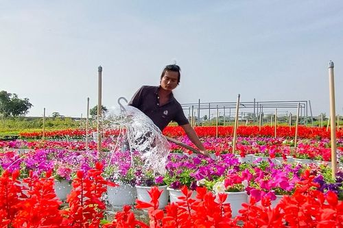 Mùa xuân trên thành phố hoa Sa Đéc
