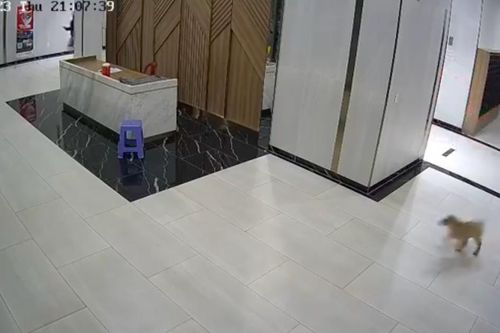 Củng cố hồ sơ xử lý vụ người đàn ông bị hành hung vì một con chó ở chung cư quận 7