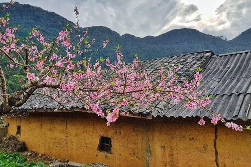 Một nét đào phai