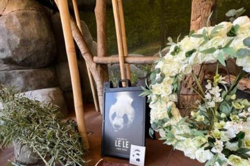 Trung Quốc và Mỹ hợp tác điều tra cái chết của gấu trúc Lạc Lạc