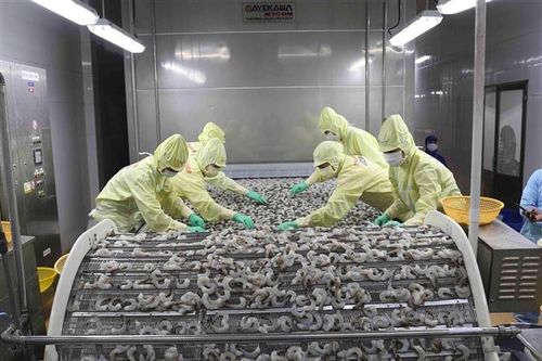 Bạc Liêu hướng tới mục tiêu xuất khẩu tôm 1 tỷ USD trong năm 2023