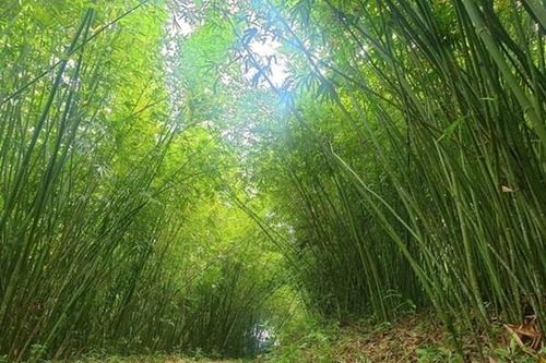 Phát triển kinh tế tuần hoàn: * Bài 1: Giảm tác động môi trường