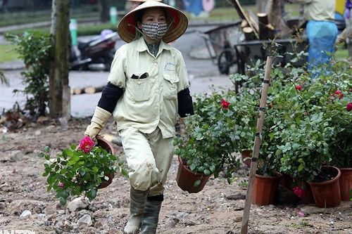 Công viên Thống Nhất thay thế 10.000 cây hồng vào vị trí hàng rào vừa phá