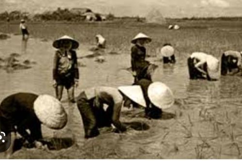 Gói khoai luộc