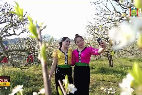 Tinh khôi sắc hoa mận ở Mộc Châu