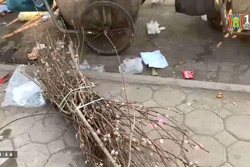 Khổ vì rác từ cành đào