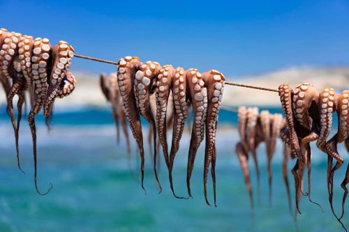 Cách câu bạch tuộc cổ xưa của người Nhật