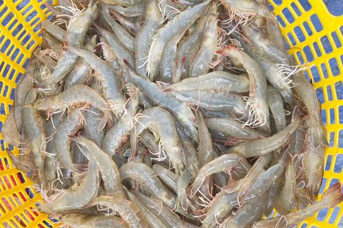Nhiều người nuôi tôm ở miền Tây khát vốn