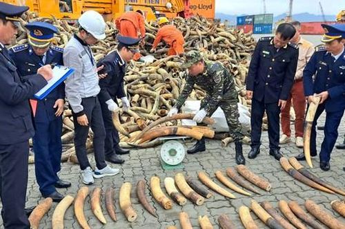 Thu giữ hàng trăm kg ngà voi châu Phi trong những ngày đầu tháng 2