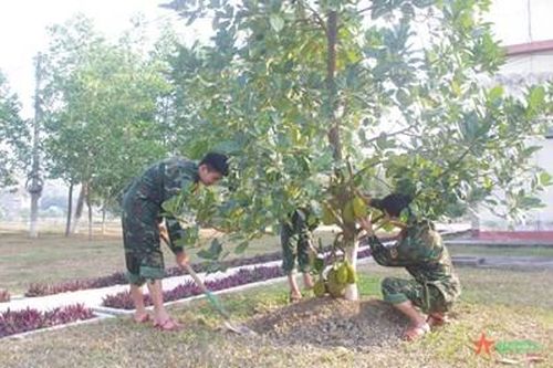 Trồng cây phải đi đôi với chăm sóc cây