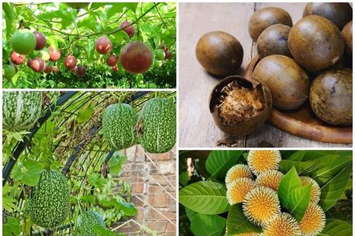 4 loại quả xưa leo hàng rào thành đặc sản 'cháy hàng'