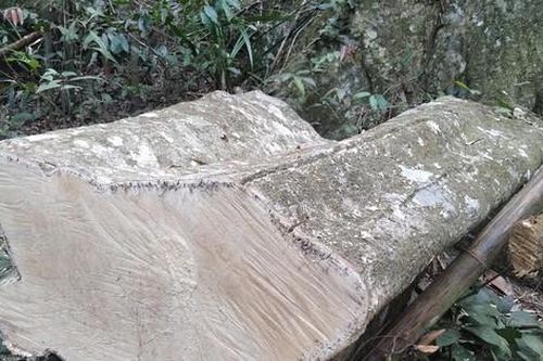 Công an điều tra vụ 'chảy máu' rừng Tây Yên Tử