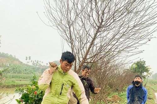 Dịch vụ chăm sóc đào sau Tết quá tải, nhiều nhà vườn phải từ chối khách