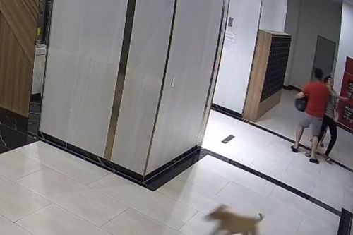 Chủ chó 'hành hung người cha bảo vệ con' sẽ bị phạt ra sao?