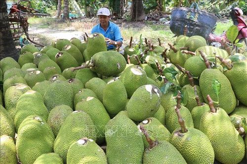 Sau Tết, giá mít Thái tăng hơn 20.000 đồng/kg