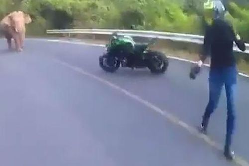 Clip: Bị voi rừng chặn đường, biker Thái Lan 'bỏ của chạy lấy người'