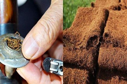Co giật toàn thân, ngã đập đầu vì hút thuốc lào