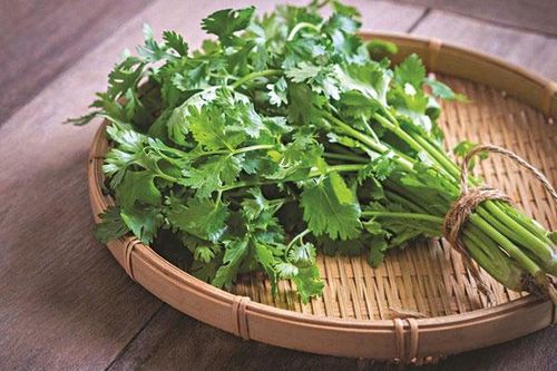 Rau mùi: gia vị & làm thuốc