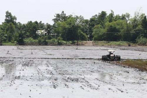 Toàn tỉnh xuống giống khoảng 36.000ha lúa hè thu