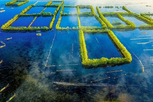 Nỗ lực hồi sinh và khôi phục các vùng đất ngập nước tại Việt Nam