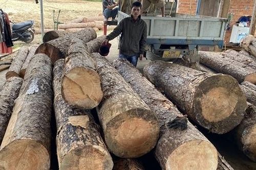 Yêu cầu xử lý nghiêm vụ khai thác gỗ tại huyện Đam Rông