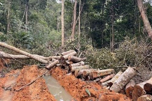 Điều tra vụ phá rừng nghiêm trọng ở thị xã Ninh Hòa