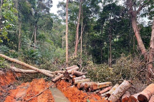 Khánh Hòa: Lâm tặc ngang nhiên mở đường vào phá rừng